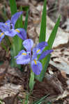 Dwarfe iris